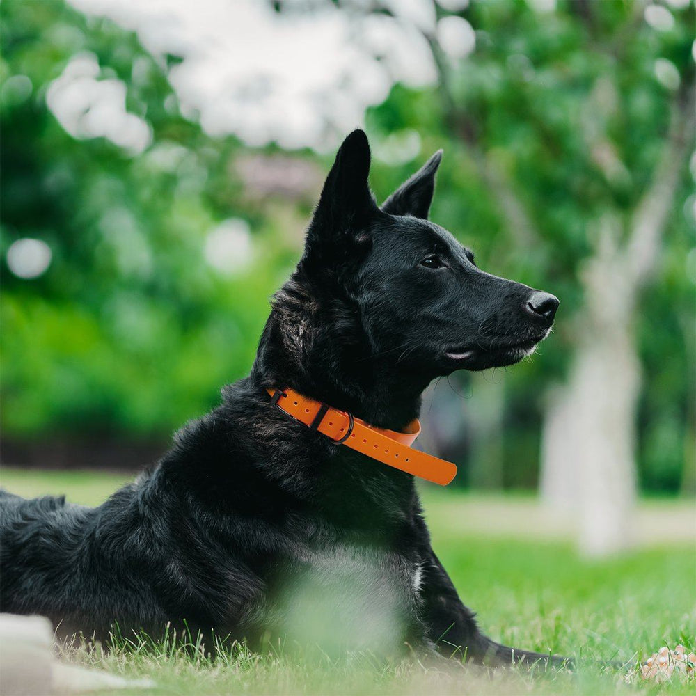 Black dog wearing an orange collar sitting on grass with blurred greenery in the background