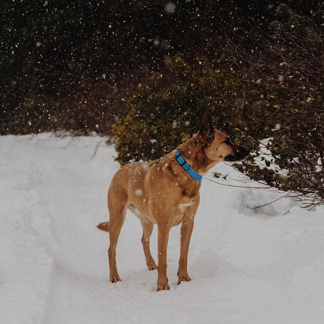 Dog standing in the snow with blue collar