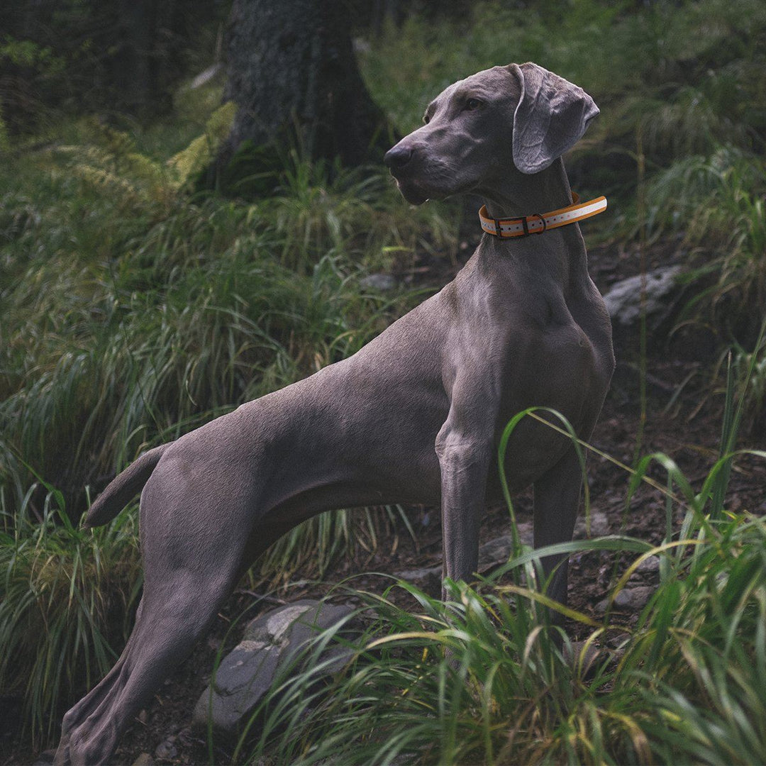 Gray dog standing in a grassy area with a collar