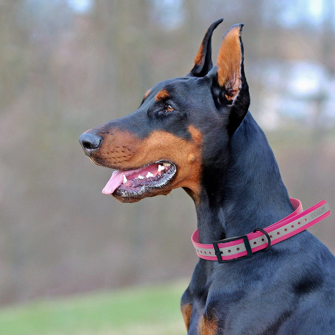 Doberman Pinscher wearing a pink collar with a blurred natural background
