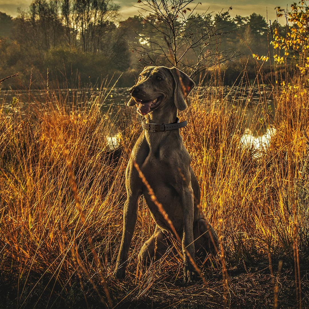 Dog wearing collar sitting in tall grass
