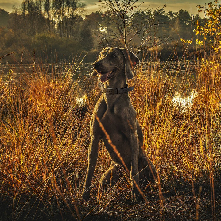 Dog wearing collar sitting in tall grass