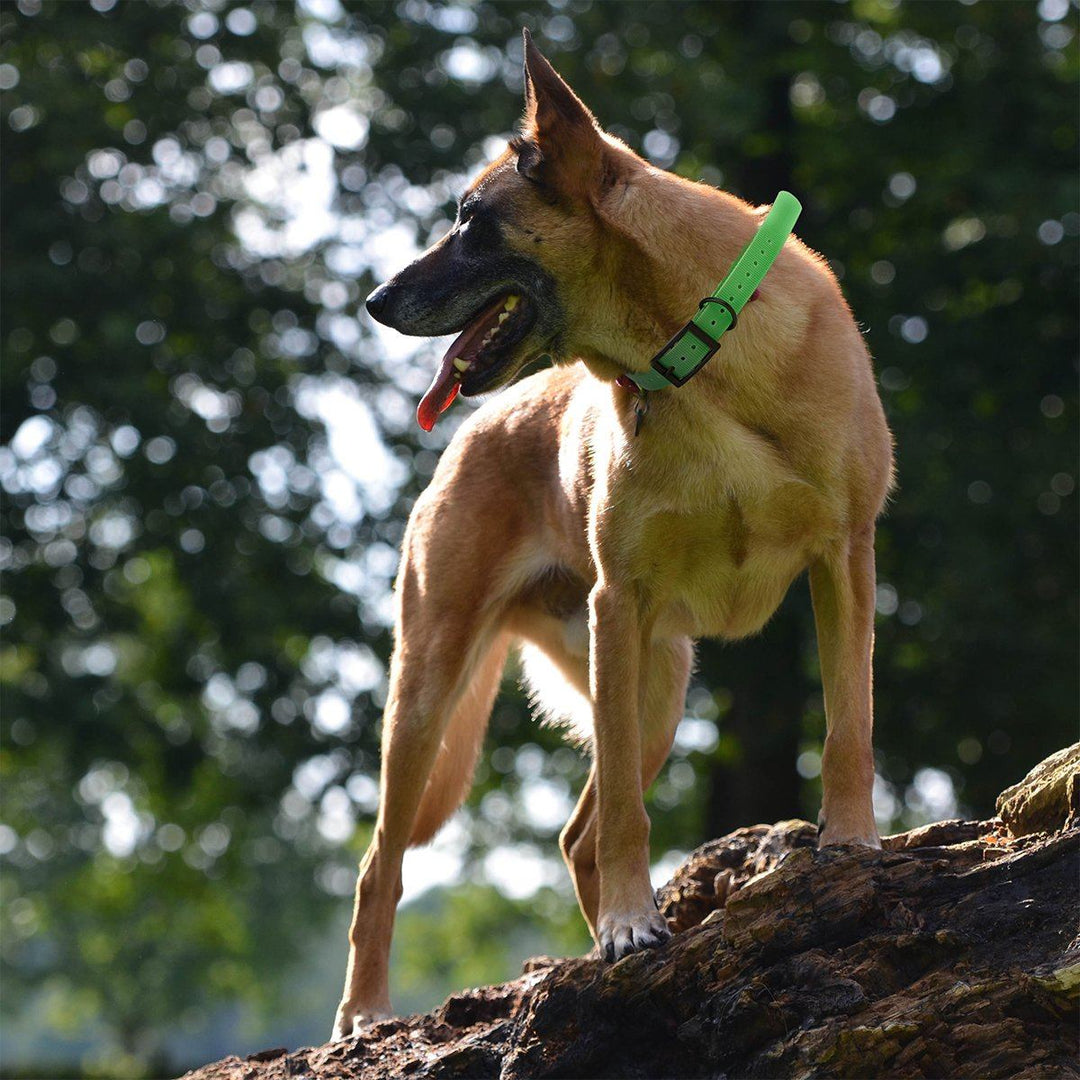 Dog with a green collar standing on a log against a blurred natural background