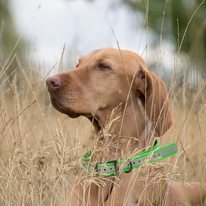 Dog wearing a green collar in tall grass