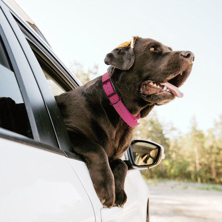 Dog with a pink collar sticking its head out of a car window