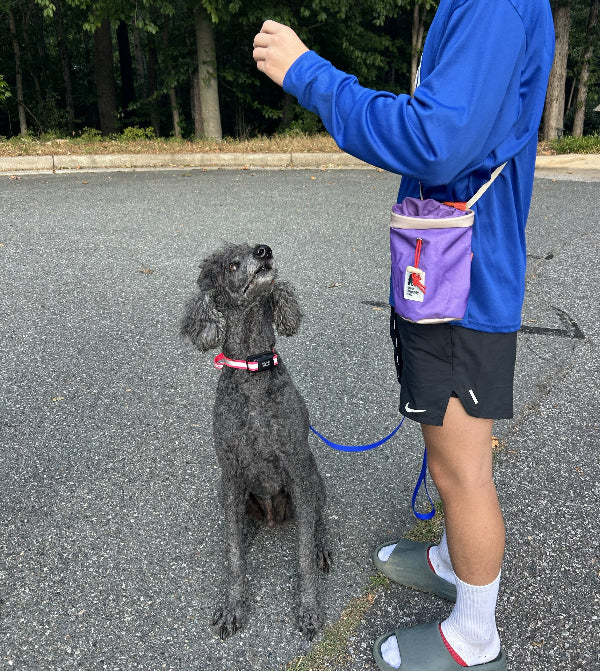 lilac treat bag being used to help train dog on a walk