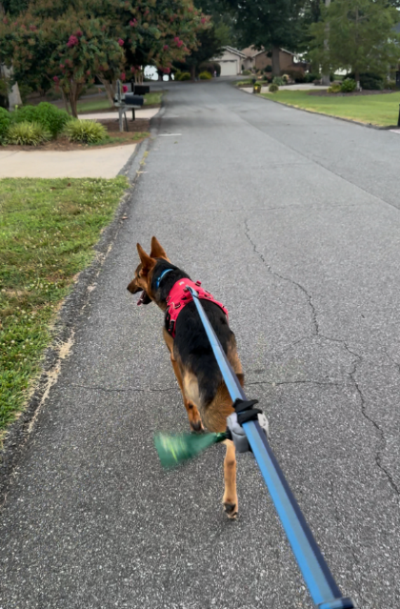 German Shepard dog walking down a street pulling on the leash