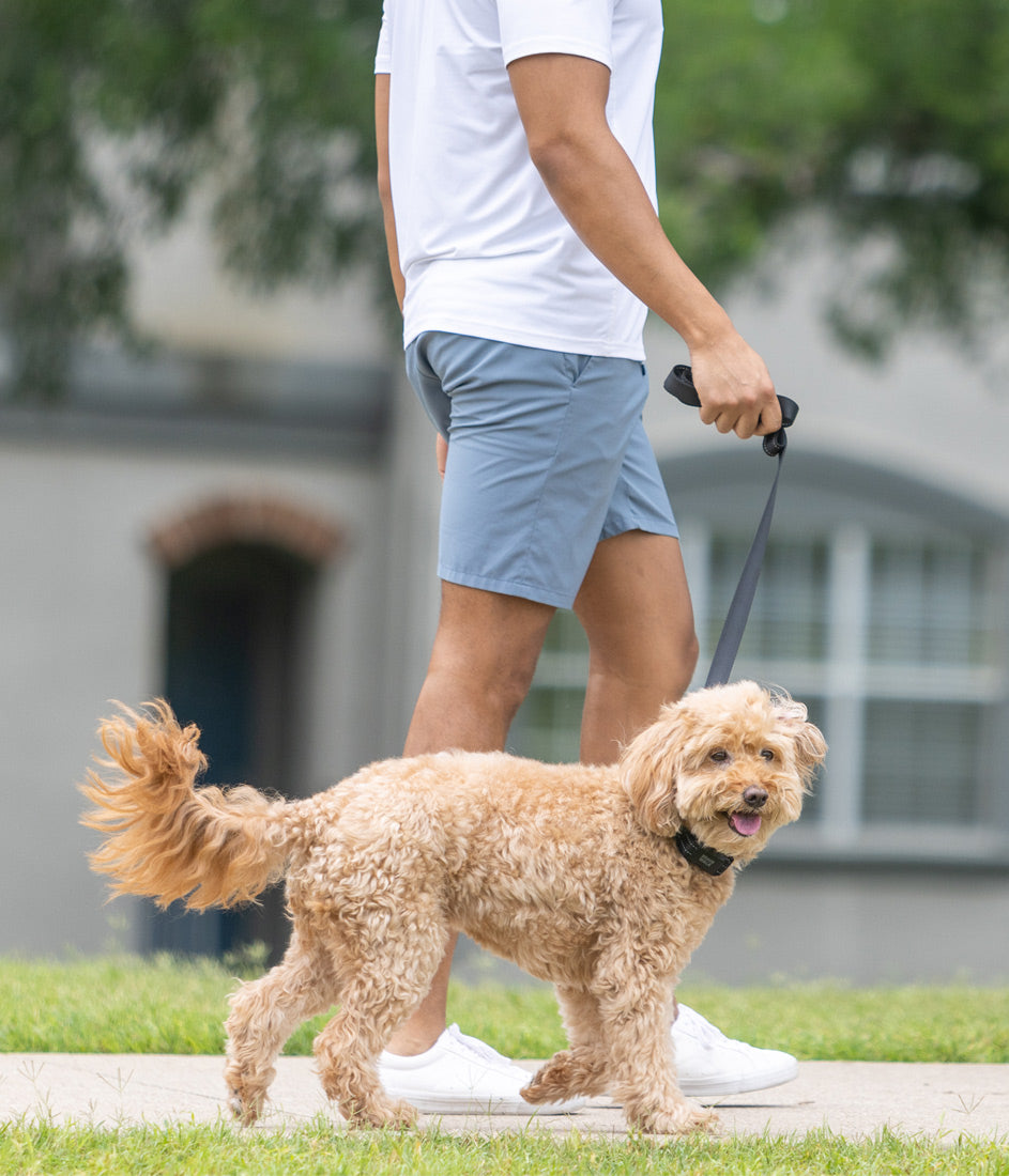 a dog training to stop pulling on the leash walking outside on a sidewalk with a BravoWalk